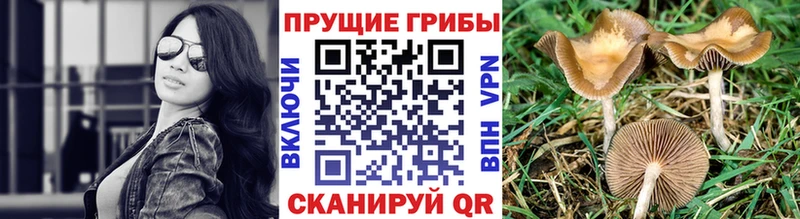 Купить закладки  Новая Ляля  Псилоцибиновые грибы прущие грибы 